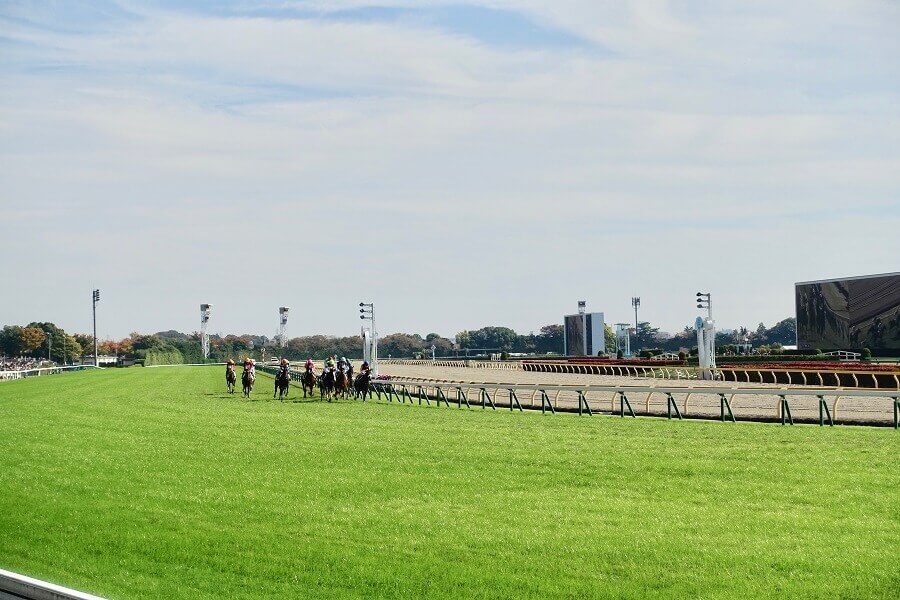 中央競馬のコースを徹底解説！芝の種類や距離ごとの特徴など