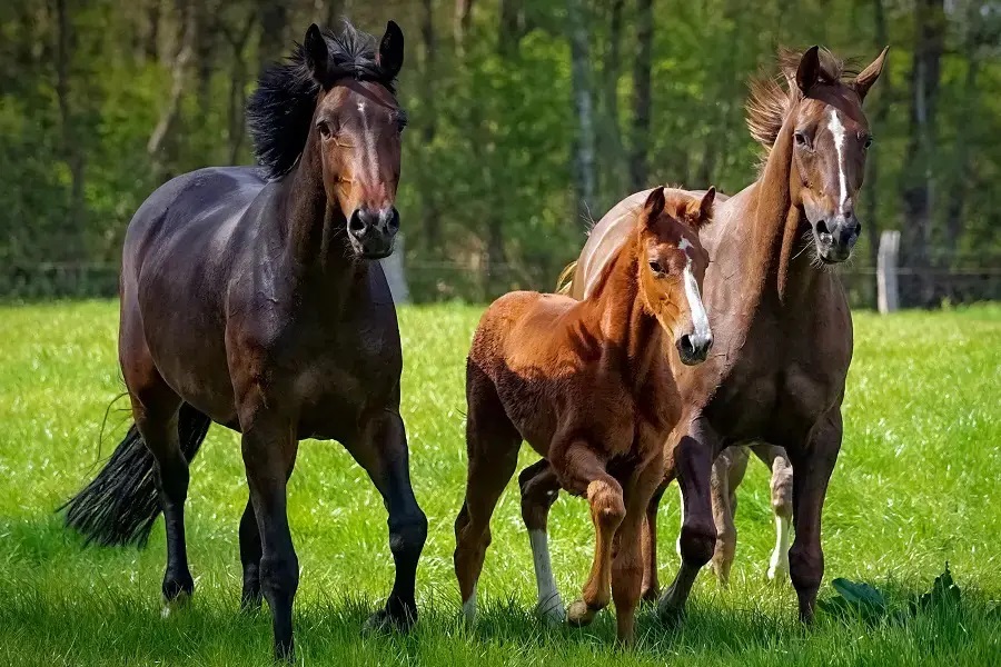 競馬の予想をするのに重要な要素のひとつ「血統」とは？